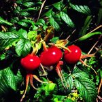 Rosehips from Cambridge, England.